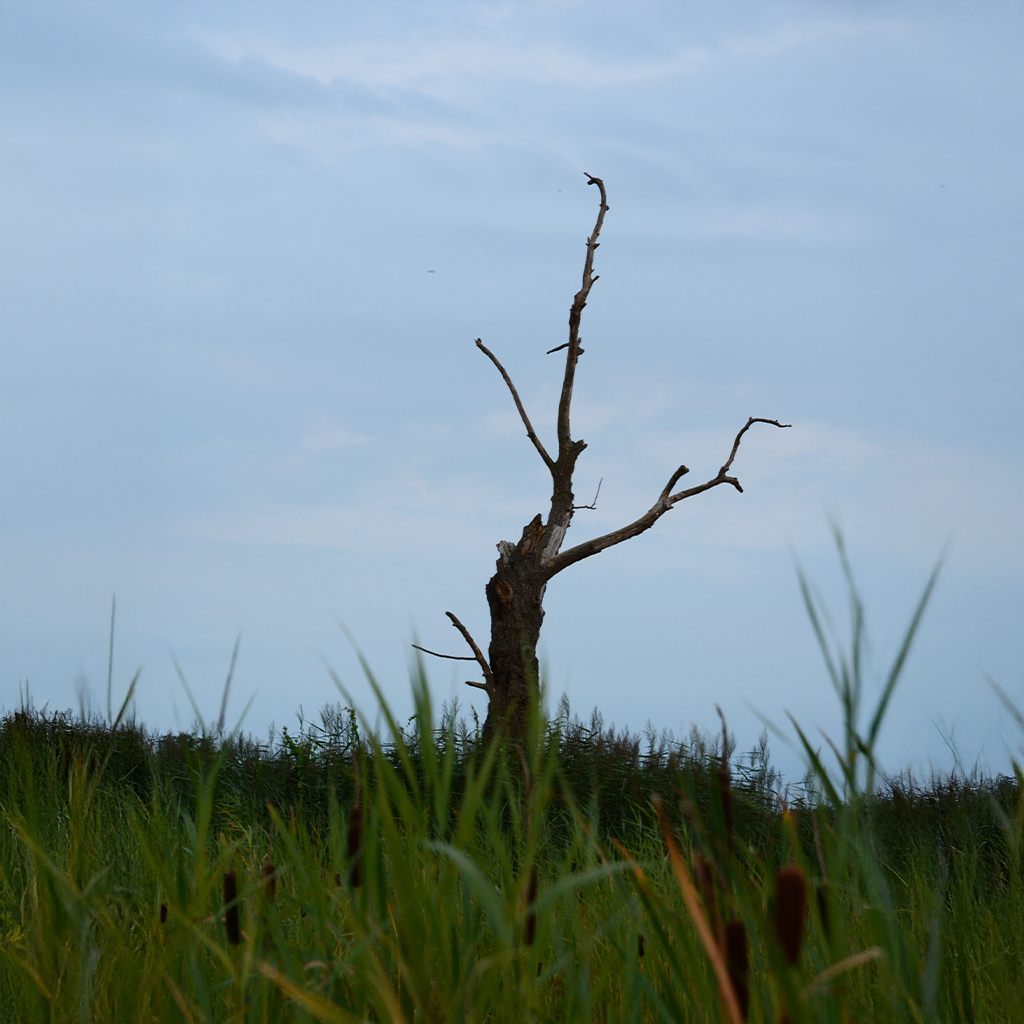 Natuur
